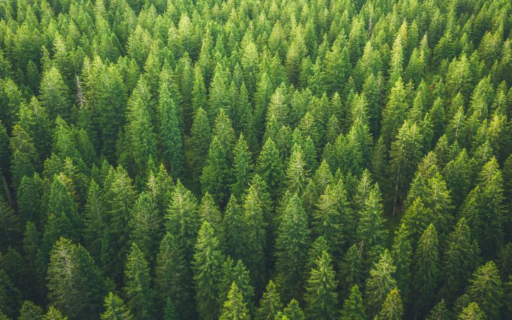 Aerial view on green pine forest.