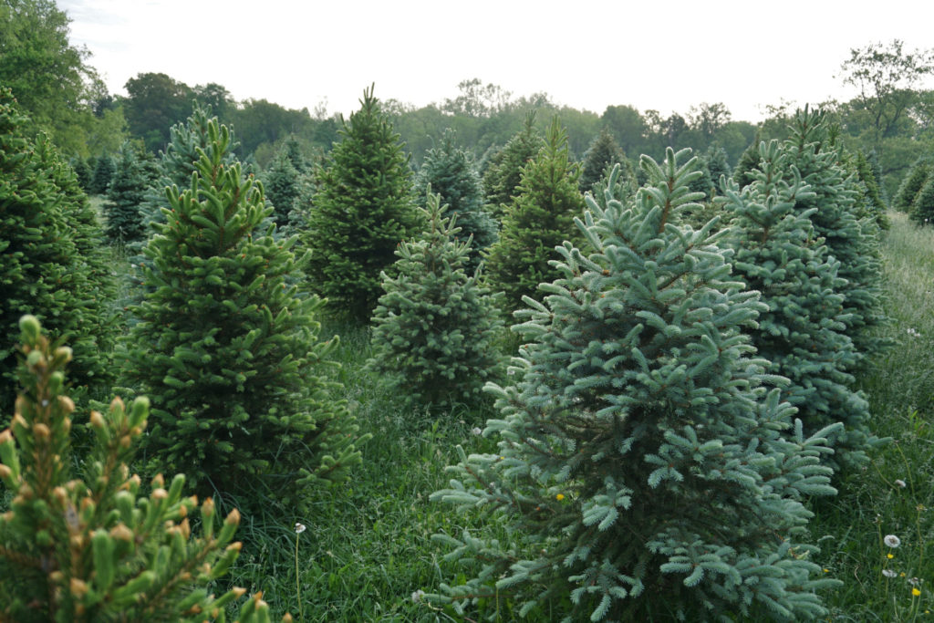 Christmas Tree Farm