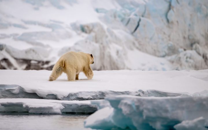 Polar bear on a glacier